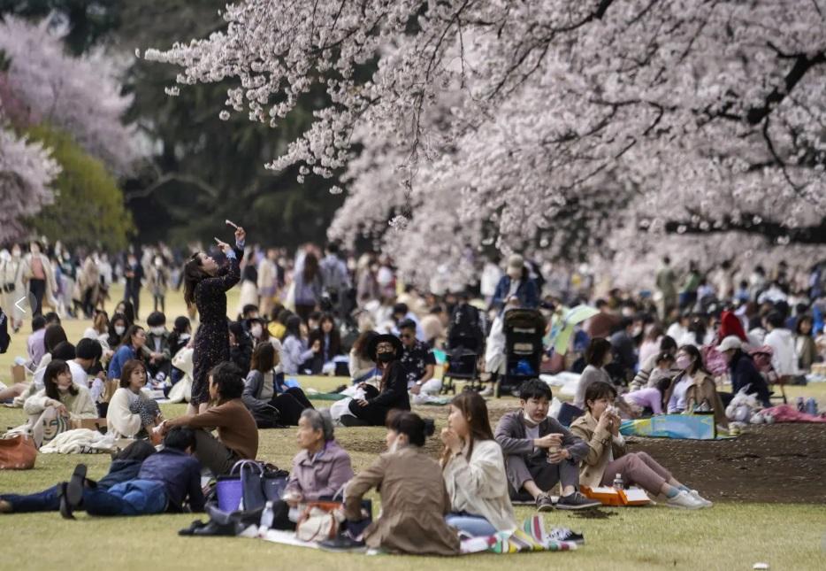 東京民眾往年賞櫻。(資料圖片)