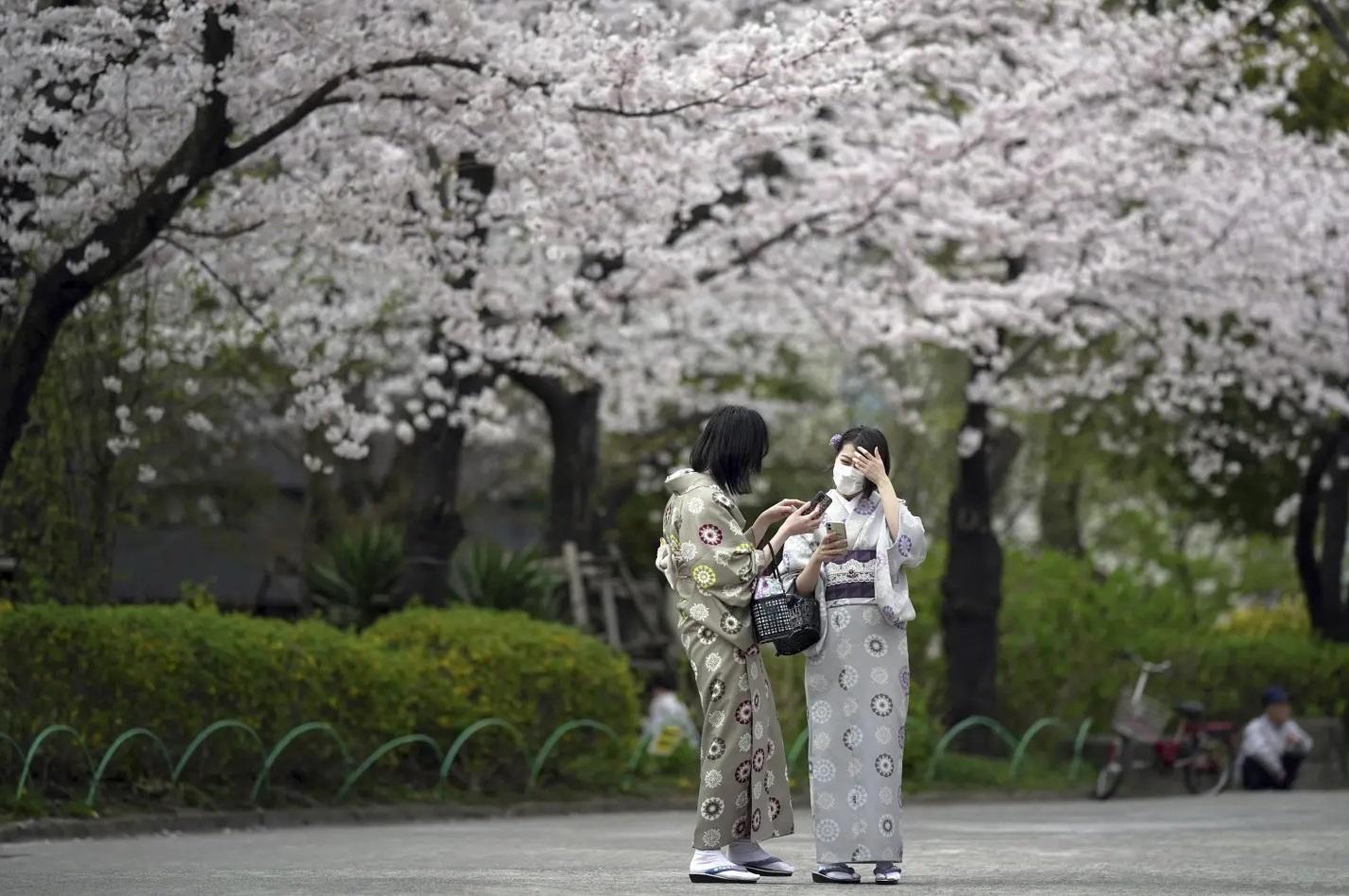 東京民眾往年賞櫻。(資料圖片)