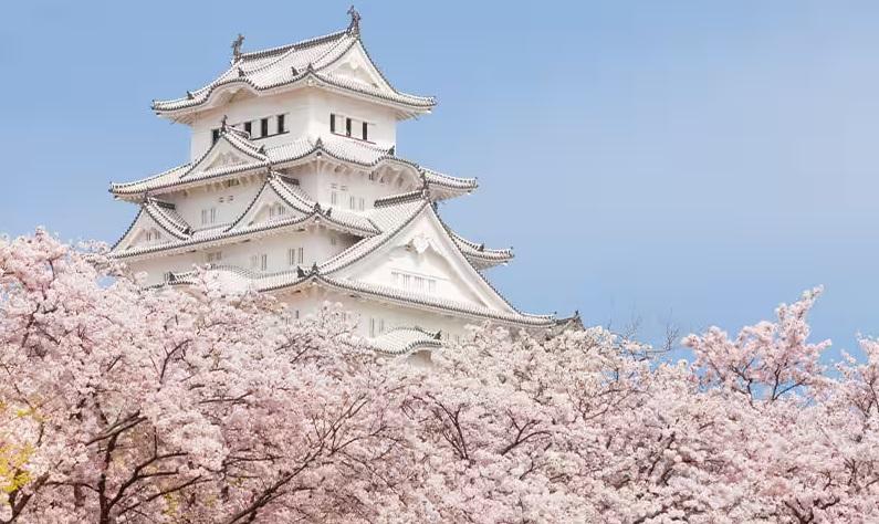 姬路城的櫻花季美景。(互聯網)
