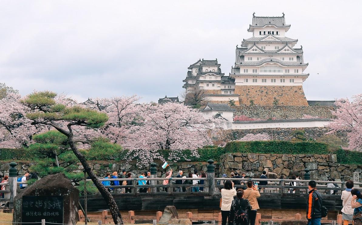 櫻花季期間,大批遊客到姬路城賞花。(互聯網)