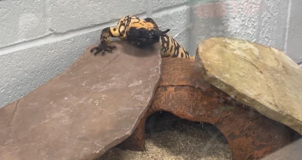 死者生前飼養的吉拉毒蜥。(互聯網)