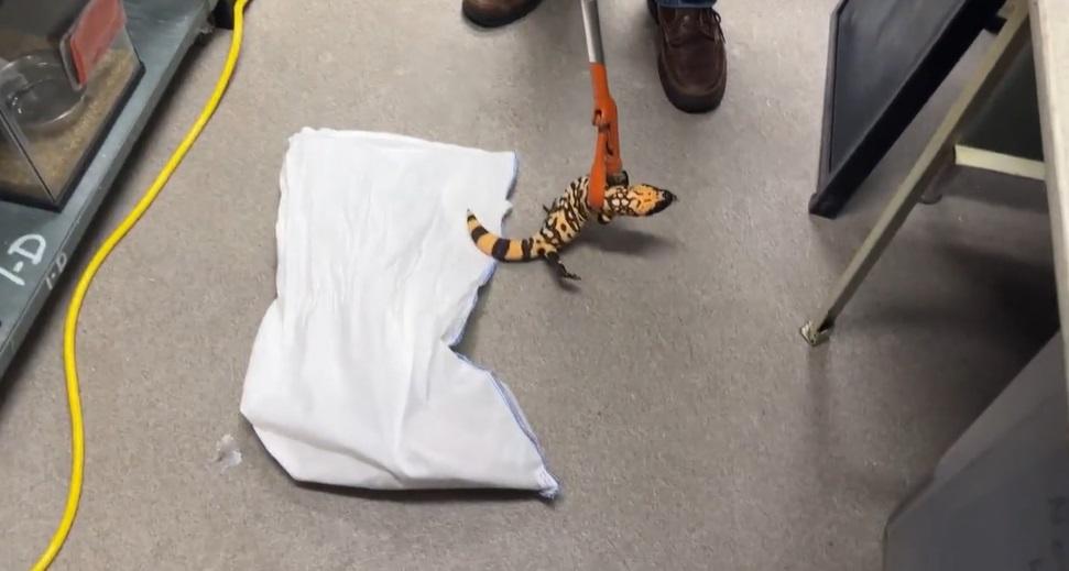 醫獸專家小心處理死者生前飼養的吉拉毒蜥。(互聯網)