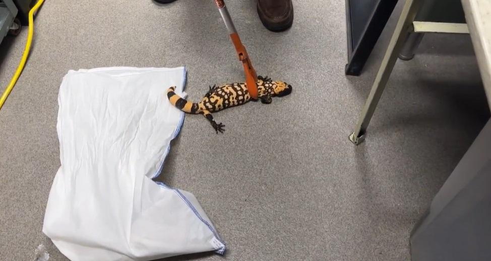 醫獸專家小心處理死者生前飼養的吉拉毒蜥。(互聯網)