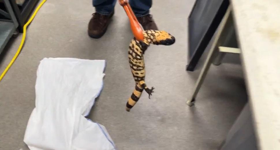 醫獸專家小心處理死者生前飼養的吉拉毒蜥。(互聯網)