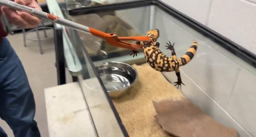醫獸專家小心處理死者生前飼養的吉拉毒蜥。(互聯網)