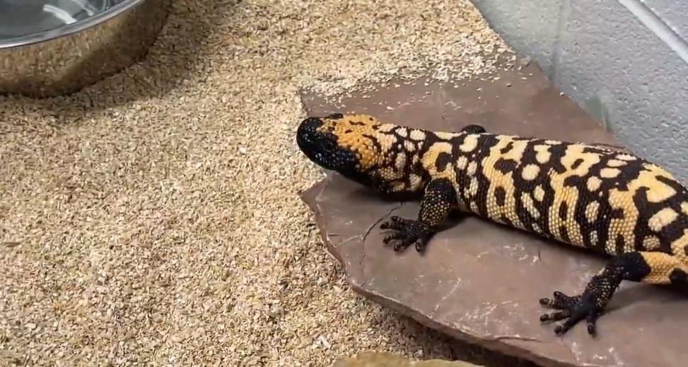 死者生前飼養的吉拉毒蜥。(互聯網)