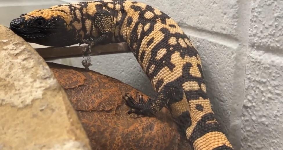 死者生前飼養的吉拉毒蜥。(互聯網)