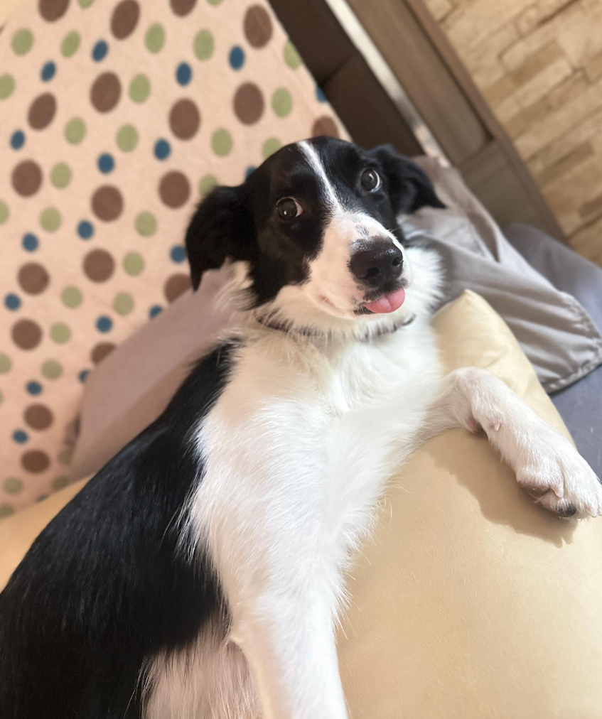 Miti是一隻愛笑又愛玩的邊境牧羊犬(網上圖片)