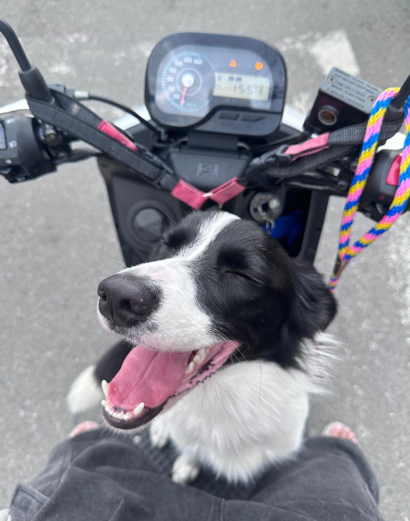 Miti是一隻愛笑又愛玩的邊境牧羊犬(網上圖片)