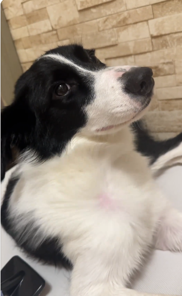 Miti是一隻愛笑又愛玩的邊境牧羊犬(網上圖片)