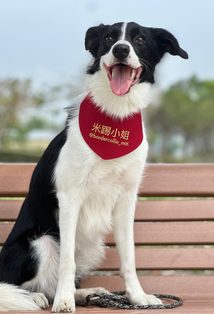 Miti是一隻愛笑又愛玩的邊境牧羊犬(網上圖片)