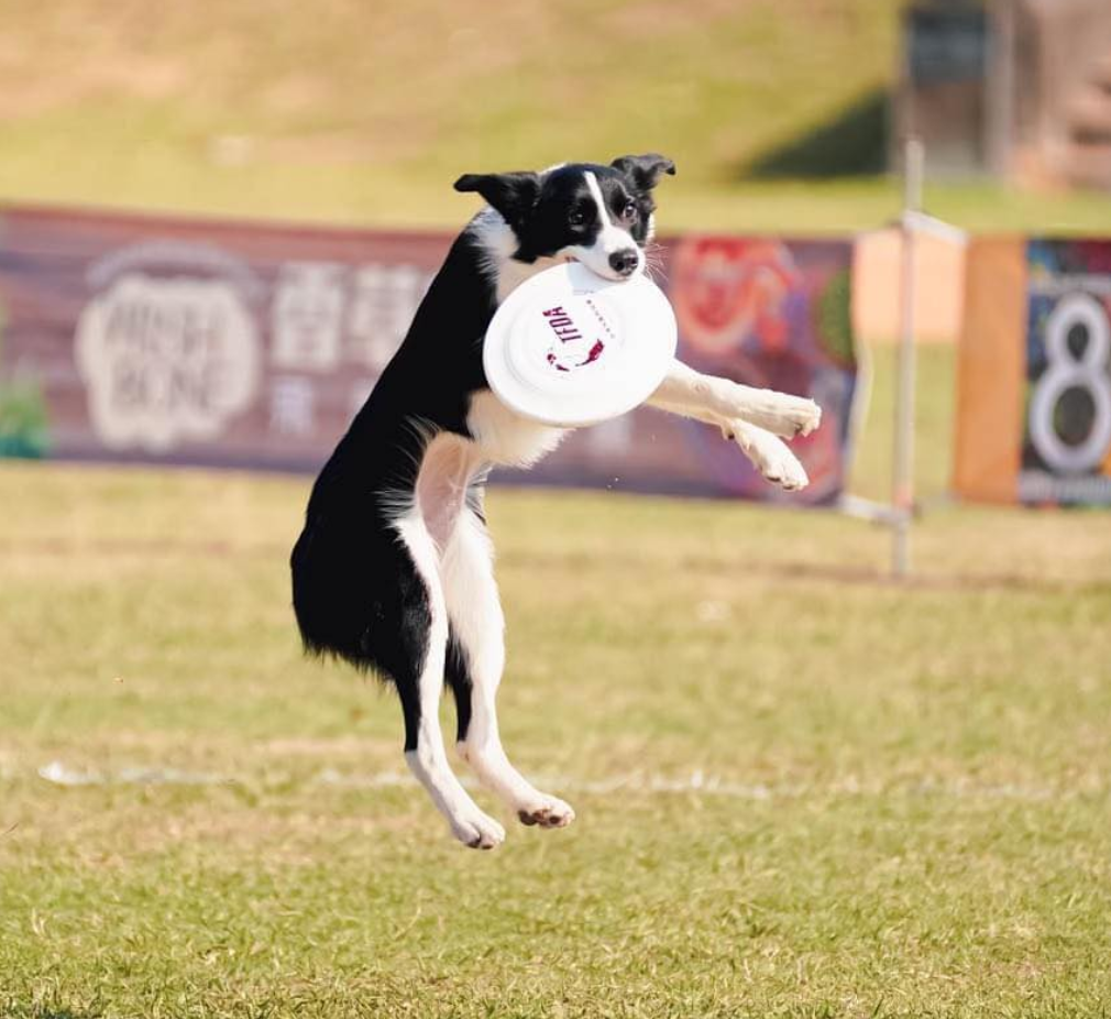 Miti是一隻愛笑又愛玩的邊境牧羊犬(網上圖片)