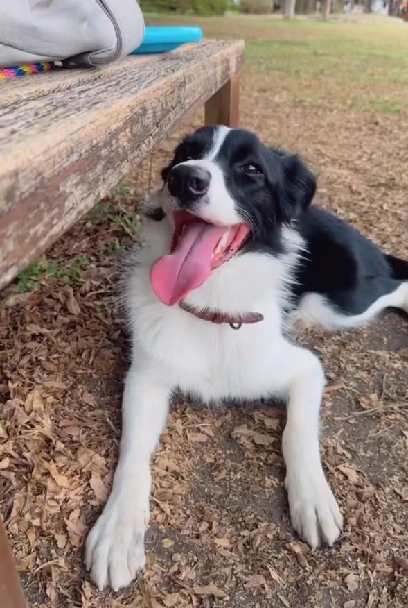 Miti是一隻愛笑又愛玩的邊境牧羊犬(網上圖片)