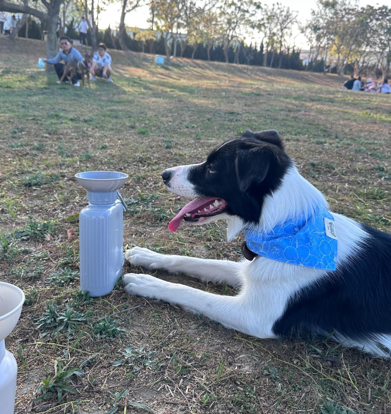 Miti是一隻愛笑又愛玩的邊境牧羊犬(網上圖片)