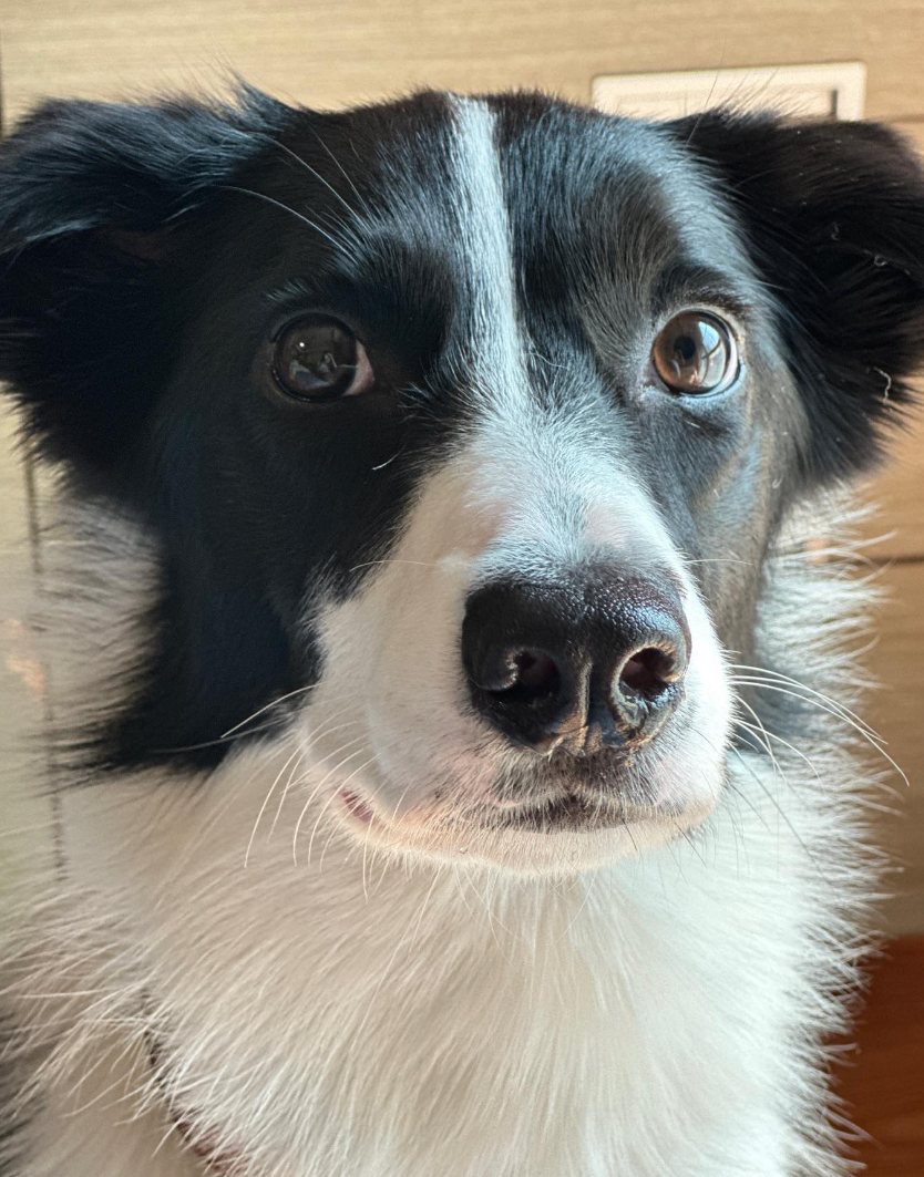 Miti是一隻愛笑又愛玩的邊境牧羊犬(網上圖片)