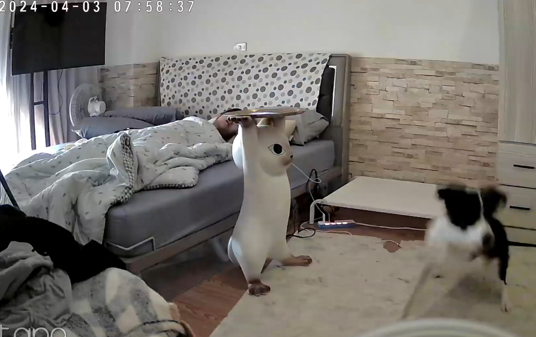 彰化縣溪湖鎮一名女飼主分享邊境牧羊犬「Miti(米踢小姐)」在地震來襲前10秒提前感知,牠突然對門口狂吠20秒,試圖要將媽媽叫醒,還跳到床上肉身守護飼主。(影片截圖)