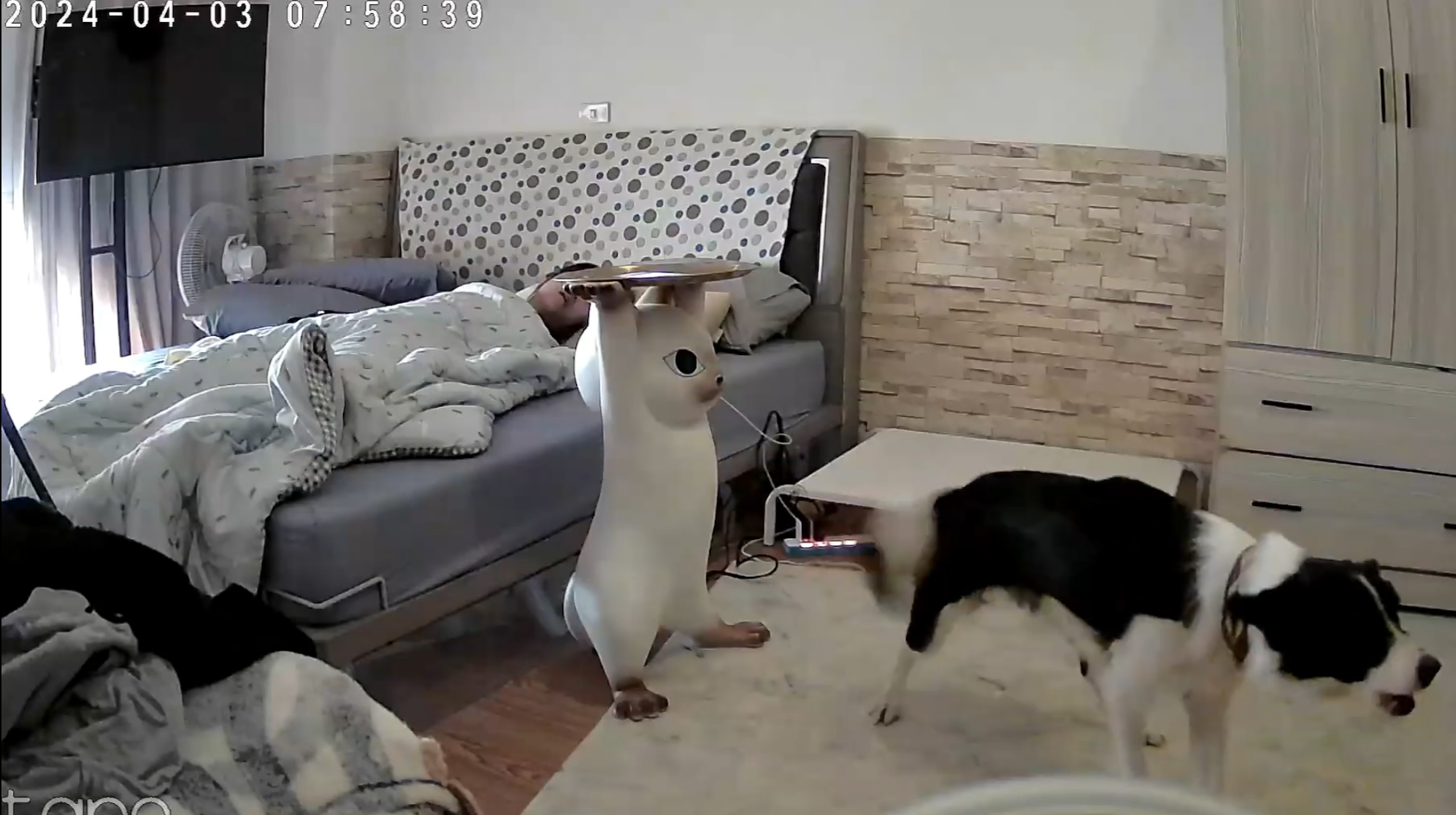 彰化縣溪湖鎮一名女飼主分享邊境牧羊犬「Miti(米踢小姐)」在地震來襲前10秒提前感知,牠突然對門口狂吠20秒,試圖要將媽媽叫醒,還跳到床上肉身守護飼主。(影片截圖)