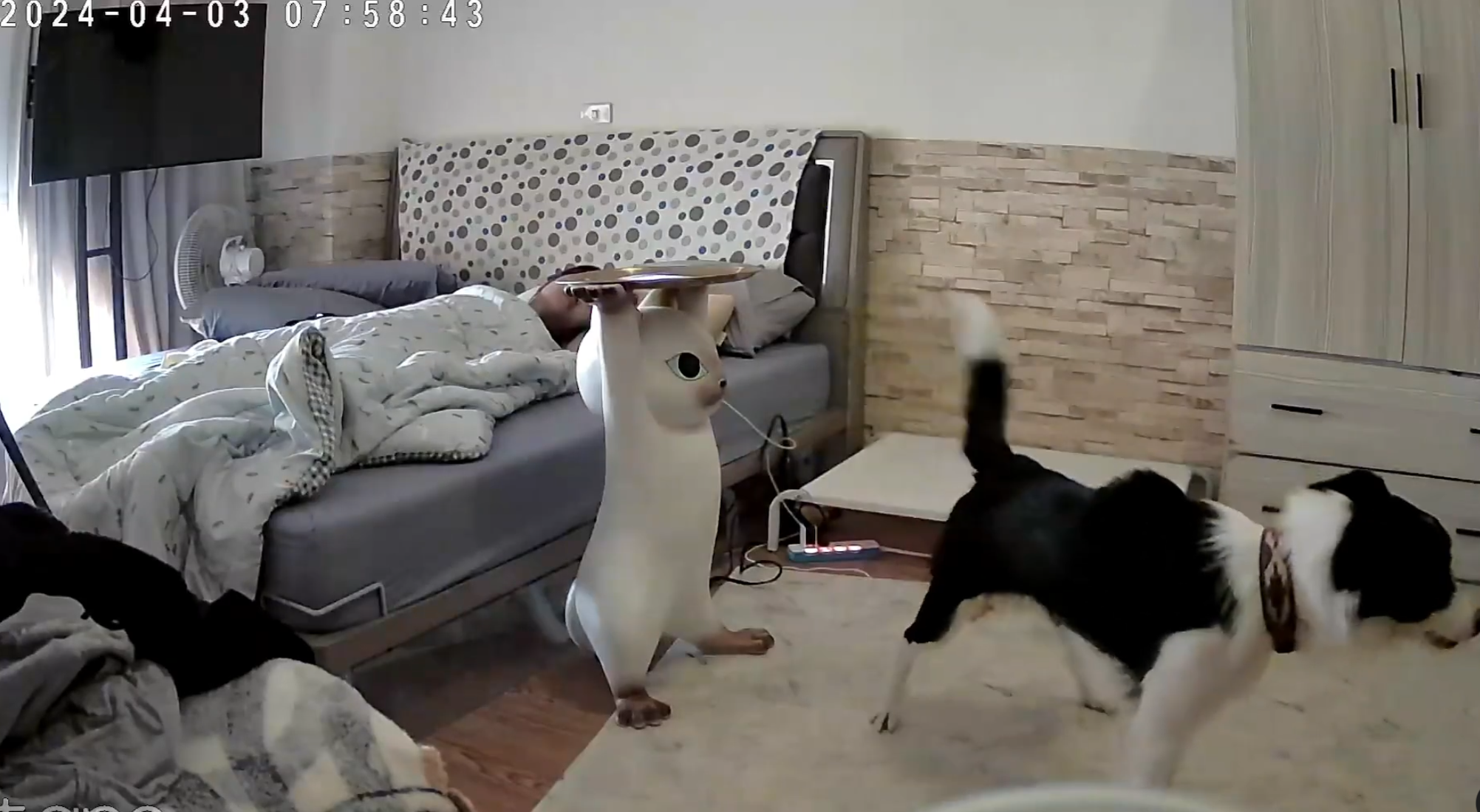 彰化縣溪湖鎮一名女飼主分享邊境牧羊犬「Miti(米踢小姐)」在地震來襲前10秒提前感知,牠突然對門口狂吠20秒,試圖要將媽媽叫醒,還跳到床上肉身守護飼主。(影片截圖)