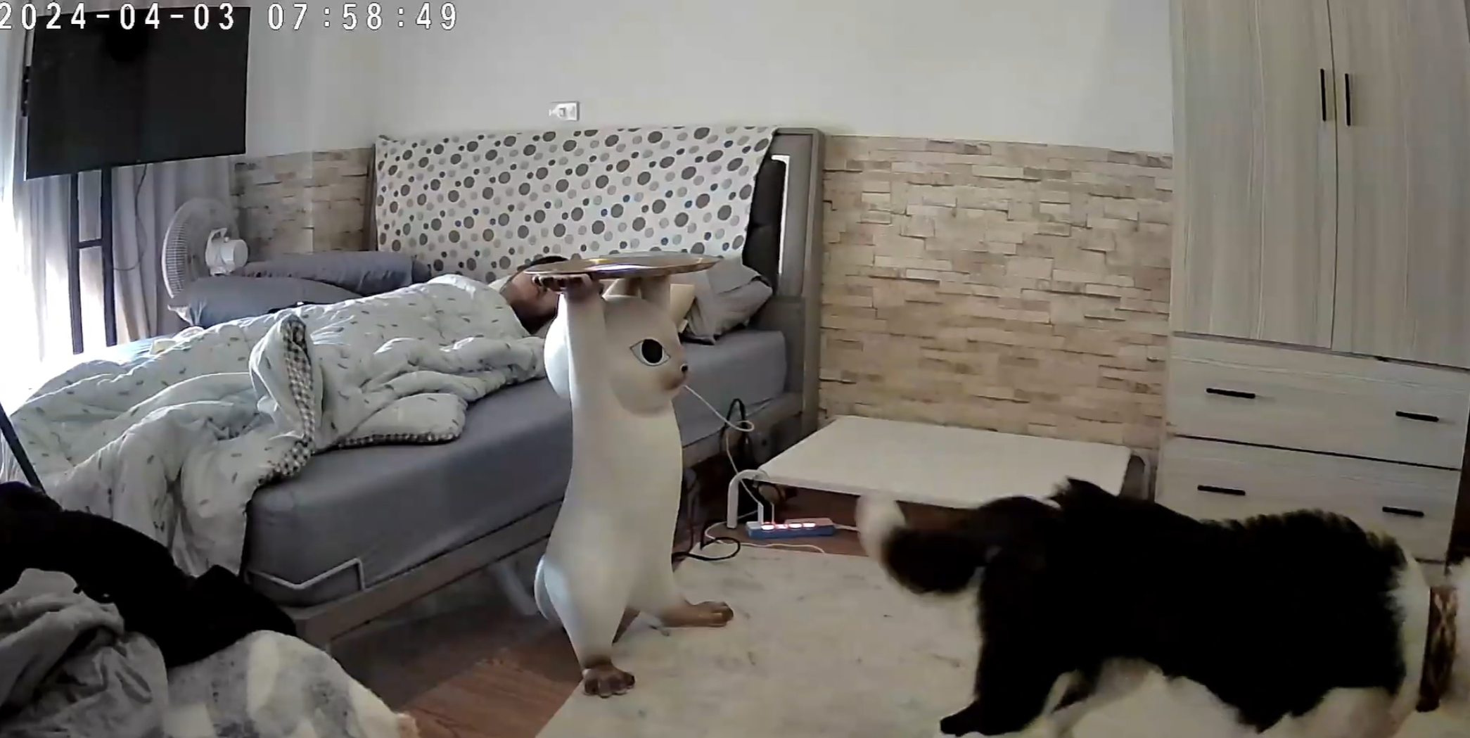 彰化縣溪湖鎮一名女飼主分享邊境牧羊犬「Miti(米踢小姐)」在地震來襲前10秒提前感知,牠突然對門口狂吠20秒,試圖要將媽媽叫醒,還跳到床上肉身守護飼主。(影片截圖)