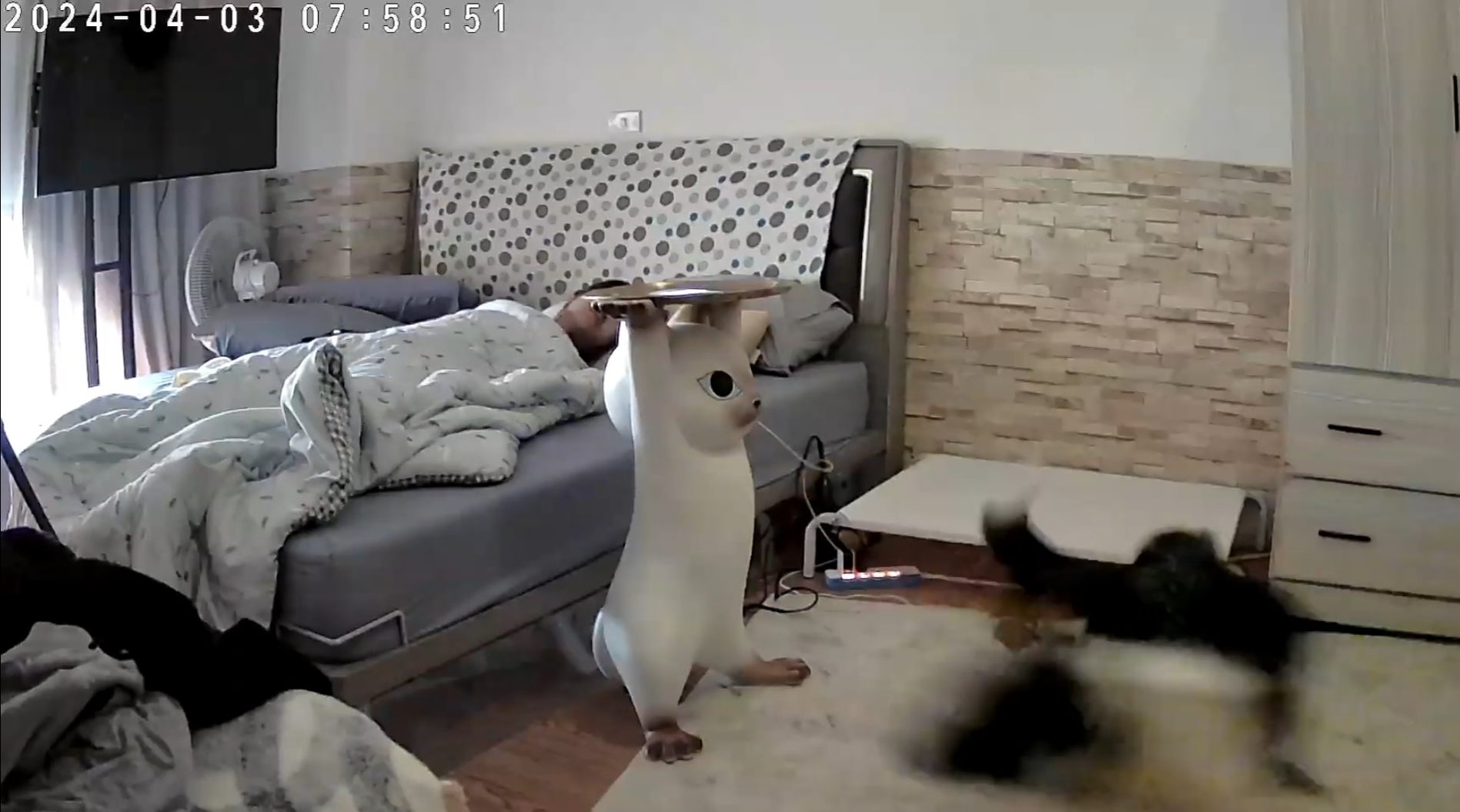 彰化縣溪湖鎮一名女飼主分享邊境牧羊犬「Miti(米踢小姐)」在地震來襲前10秒提前感知,牠突然對門口狂吠20秒,試圖要將媽媽叫醒,還跳到床上肉身守護飼主。(影片截圖)