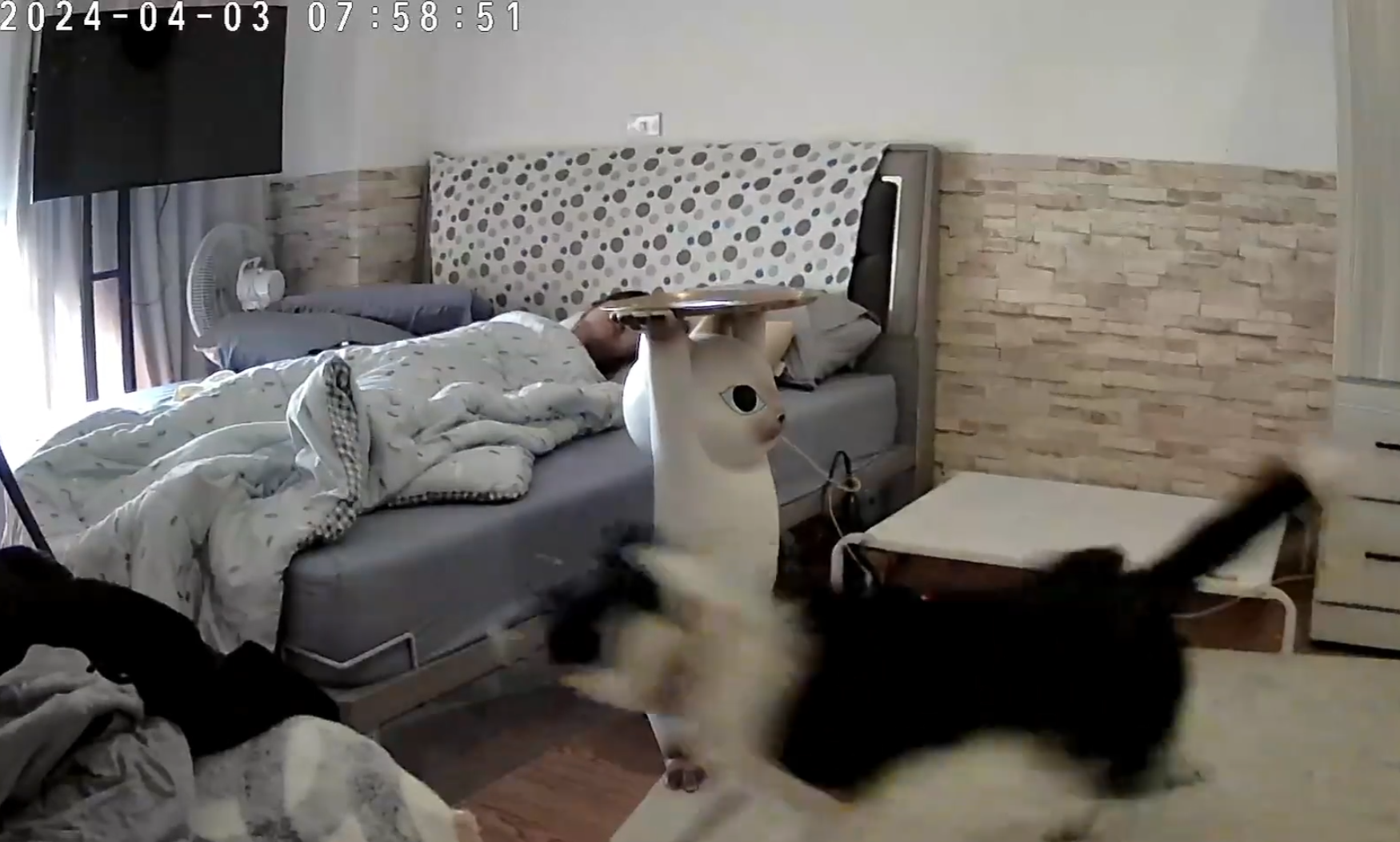 彰化縣溪湖鎮一名女飼主分享邊境牧羊犬「Miti(米踢小姐)」在地震來襲前10秒提前感知,牠突然對門口狂吠20秒,試圖要將媽媽叫醒,還跳到床上肉身守護飼主。(影片截圖)