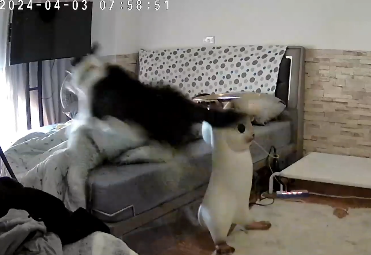 彰化縣溪湖鎮一名女飼主分享邊境牧羊犬「Miti(米踢小姐)」在地震來襲前10秒提前感知,牠突然對門口狂吠20秒,試圖要將媽媽叫醒,還跳到床上肉身守護飼主。(影片截圖)