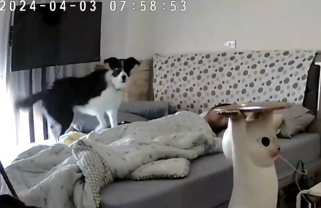 彰化縣溪湖鎮一名女飼主分享邊境牧羊犬「Miti(米踢小姐)」在地震來襲前10秒提前感知,牠突然對門口狂吠20秒,試圖要將媽媽叫醒,還跳到床上肉身守護飼主。(影片截圖)