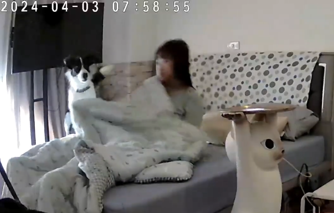 彰化縣溪湖鎮一名女飼主分享邊境牧羊犬「Miti(米踢小姐)」在地震來襲前10秒提前感知,牠突然對門口狂吠20秒,試圖要將媽媽叫醒,還跳到床上肉身守護飼主。(影片截圖)