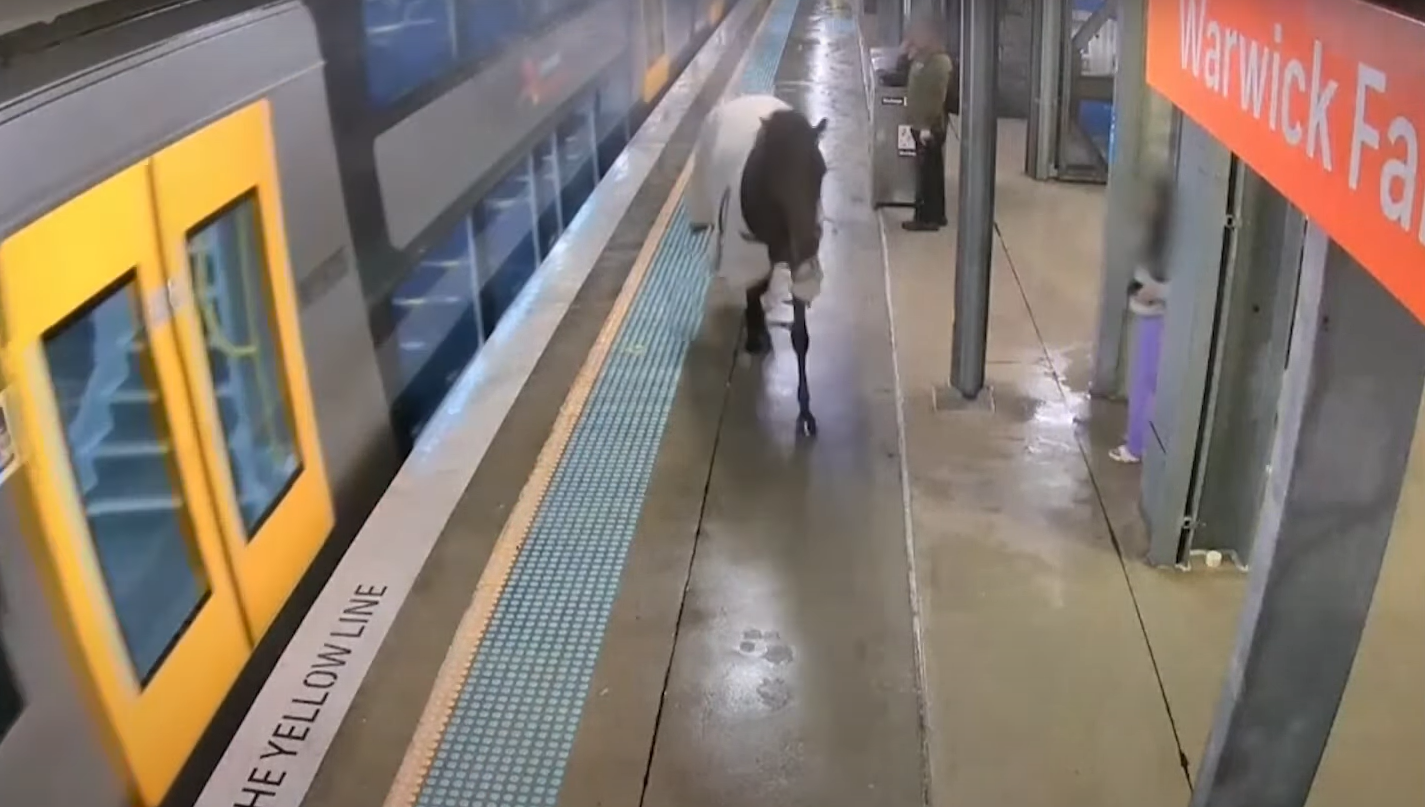 馬匹在月台上徘徊。(影片截圖)