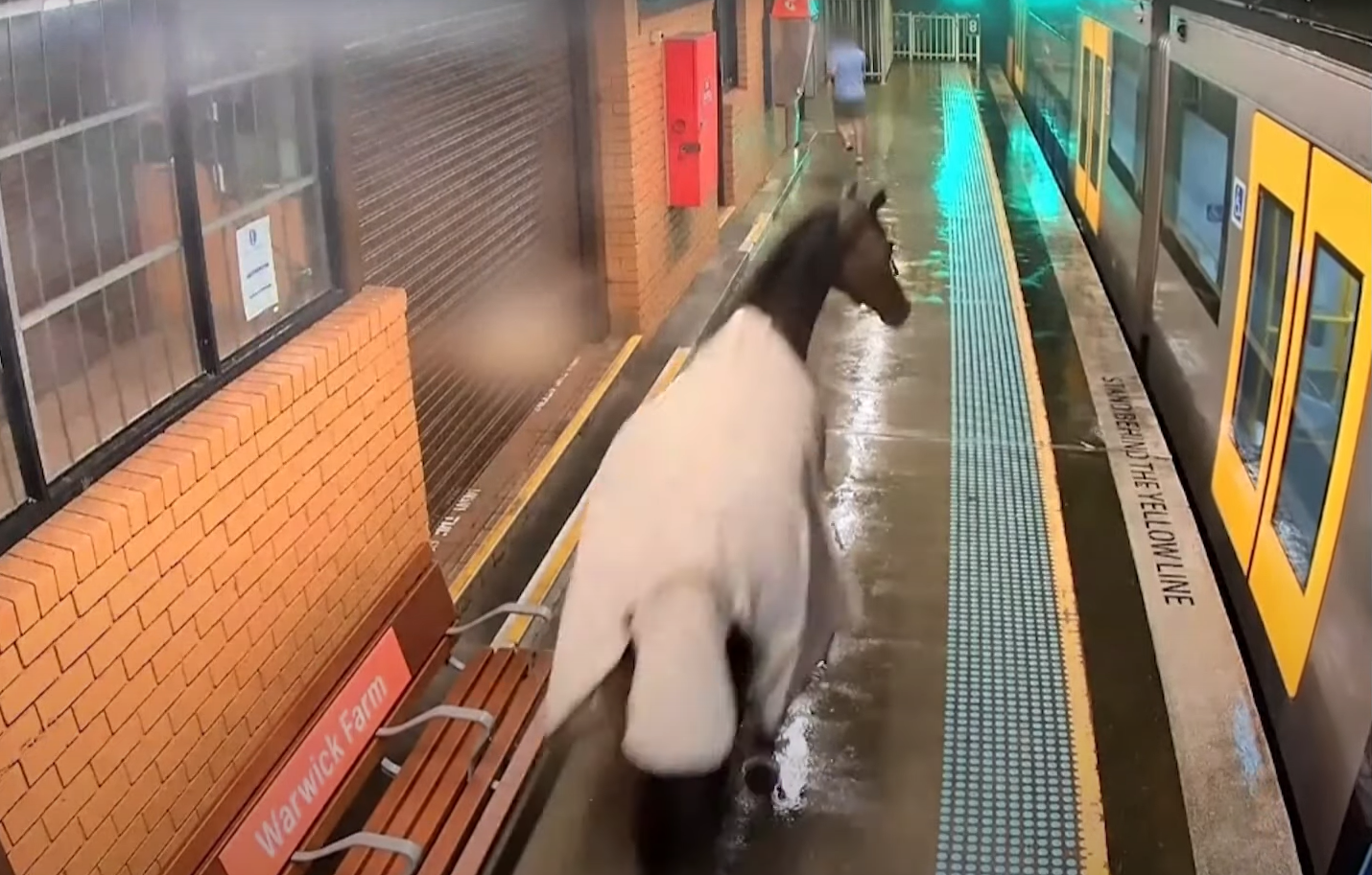 列車進入月台後,馬匹未有進入車廂。(影片截圖)