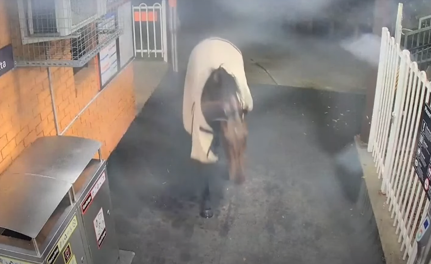 馬匹從停車場闖入火車站。(影片截圖)