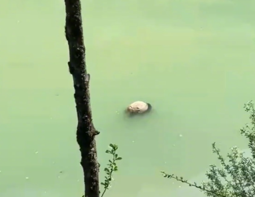 有遊客途經四川雅安寶興縣時,發現一隻幼年大熊貓屍體在河道中漂浮。(影片截圖)