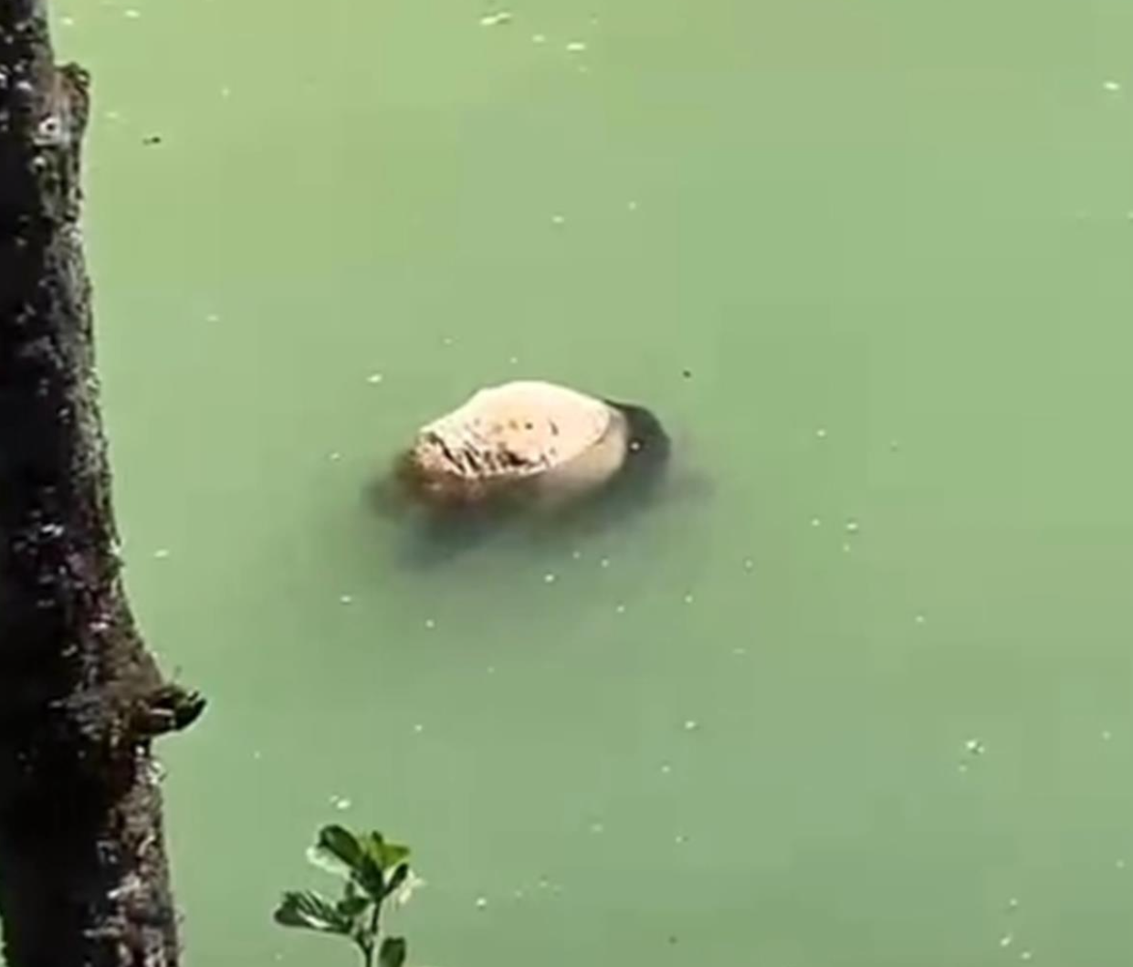 有遊客途經四川雅安寶興縣時,發現一隻幼年大熊貓屍體在河道中漂浮。(影片截圖)