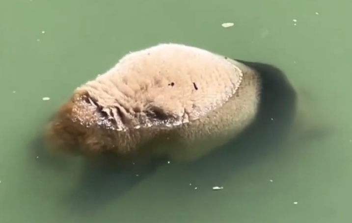 有遊客途經四川雅安寶興縣時,發現一隻幼年大熊貓屍體在河道中漂浮。(影片截圖)