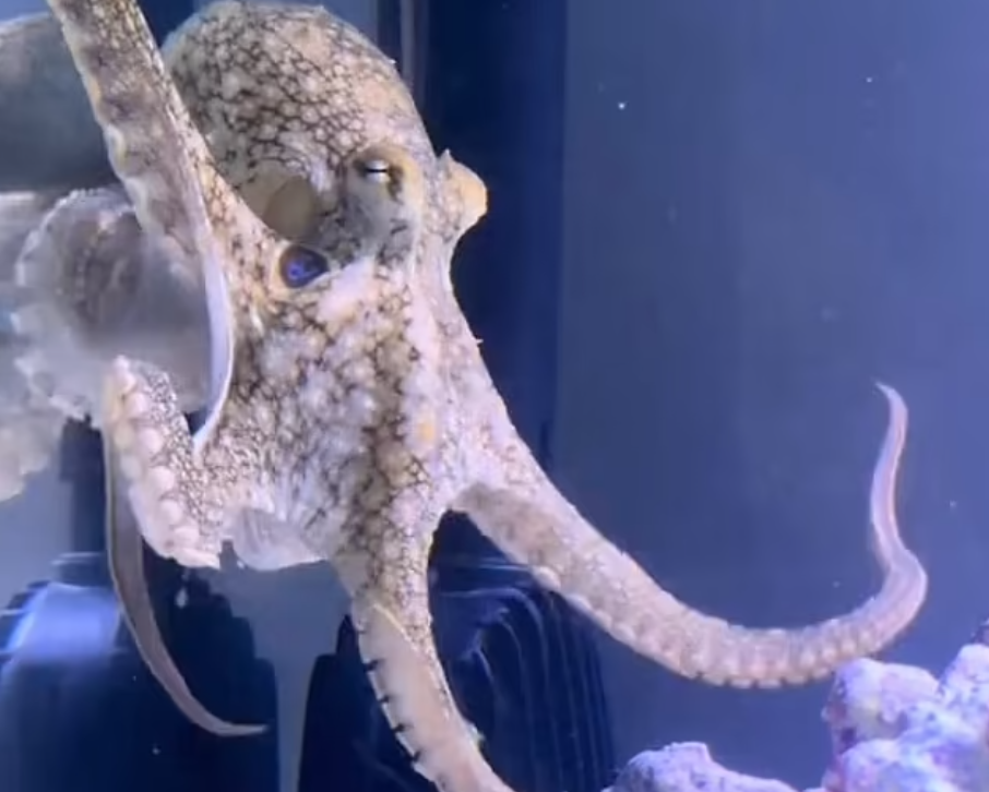 八爪魚Terrence原來是雌性。(互聯網)