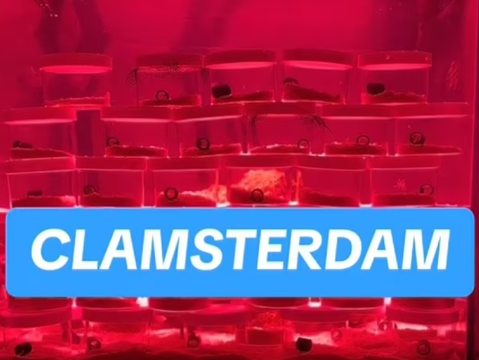 Clifford把一眾八爪魚BB分開缸養。(互聯網)