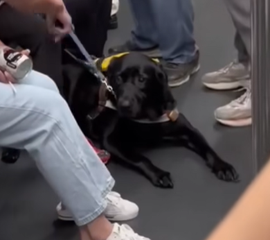 導盲犬全程乖乖伏在女主人旁邊,緊守崗位,惟眼神顯得非常無奈,期間疑感受到女主人情緒激動,一度回頭望向女主人