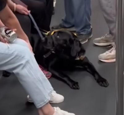 導盲犬全程乖乖伏在女主人旁邊,緊守崗位,惟眼神顯得非常無奈,期間疑感受到女主人情緒激動,一度回頭望向女主人