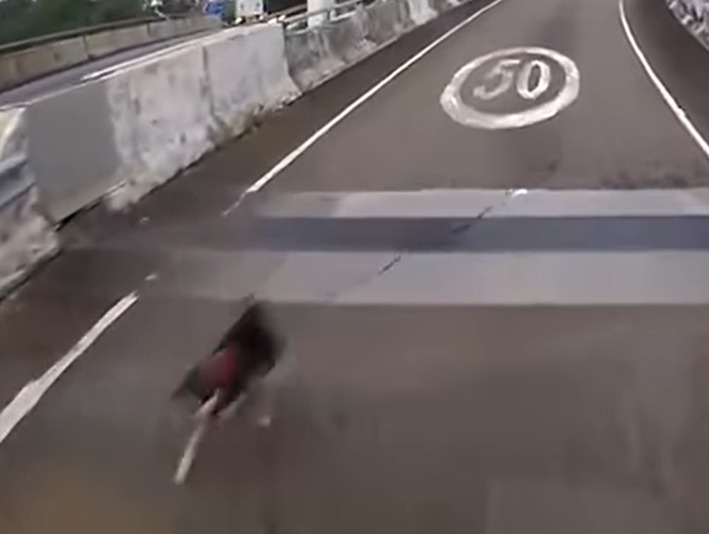 社交平台流傳多段影片,一隻有牽繩的黑色柴犬於青衣南橋大奔走,路面司機紛紛減速停車讓路。(青衣街坊吹水會fb)