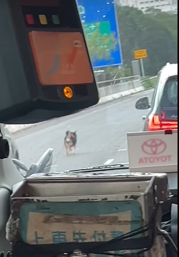 社交平台流傳多段影片,一隻有牽繩的黑色柴犬於青衣南橋大奔走,路面司機紛紛減速停車讓路。(領養 / 走失動物fb)