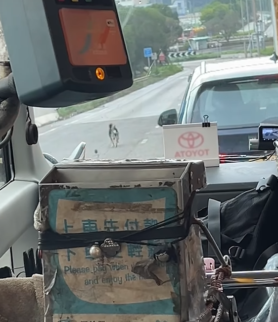 社交平台流傳多段影片,一隻有牽繩的黑色柴犬於青衣南橋大奔走,路面司機紛紛減速停車讓路。(領養 / 走失動物fb)