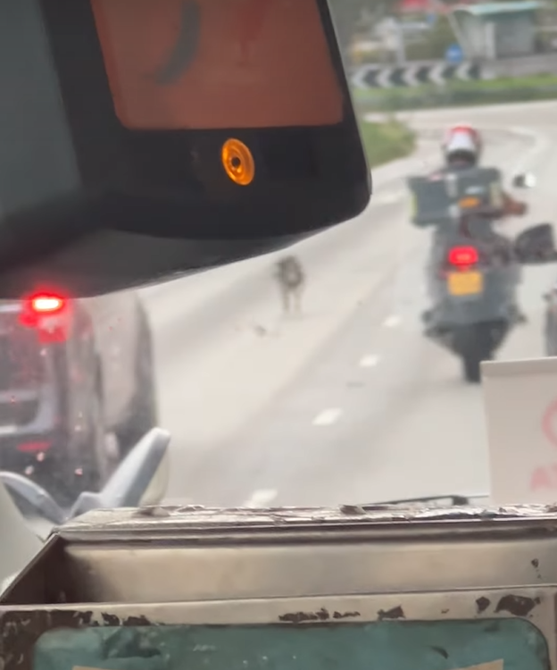 社交平台流傳多段影片,一隻有牽繩的黑色柴犬於青衣南橋大奔走,路面司機紛紛減速停車讓路。(領養 / 走失動物fb)