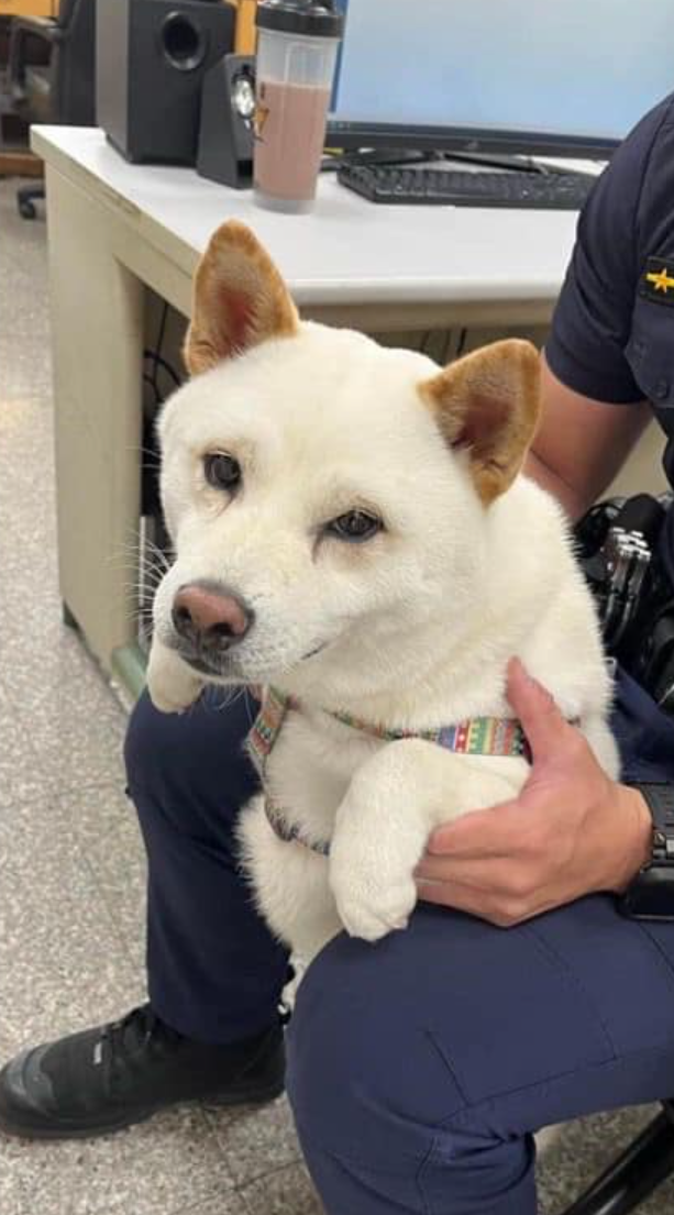 台南市一隻白色柴犬走失,被熱心民眾送到派出所並發圖於社交平台尋主人,不料網民重點全放在與柴犬合照的「帥氣男警」身上,亦令他成紅人被人肉搜尋。(網上圖片)