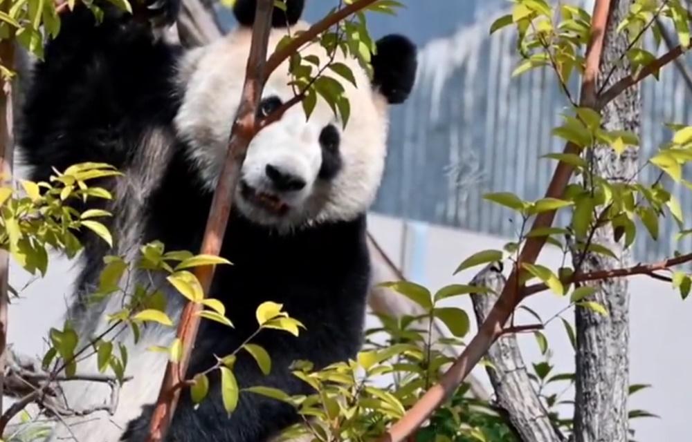 大熊貓鑫寶。(微博)