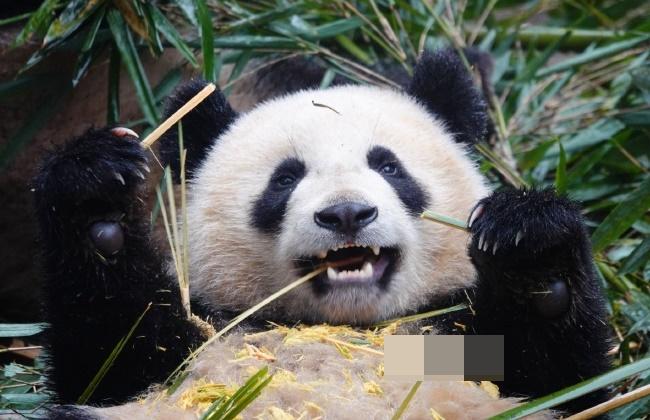 大熊貓鑫寶小時候。(微博)