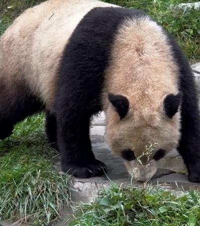 大熊貓雲川。(微博)
