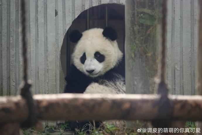 大熊貓雲川小時候。(微博)
