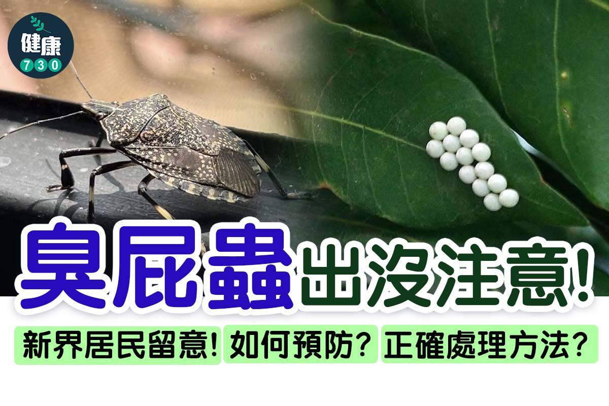 臭屁蟲卵14粒|大埔名物(am730製圖)