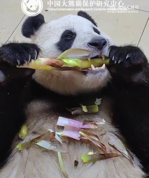 福寶開懷地進食各種食物,如開啟了「吃播模式」,食相超萌。(微博)