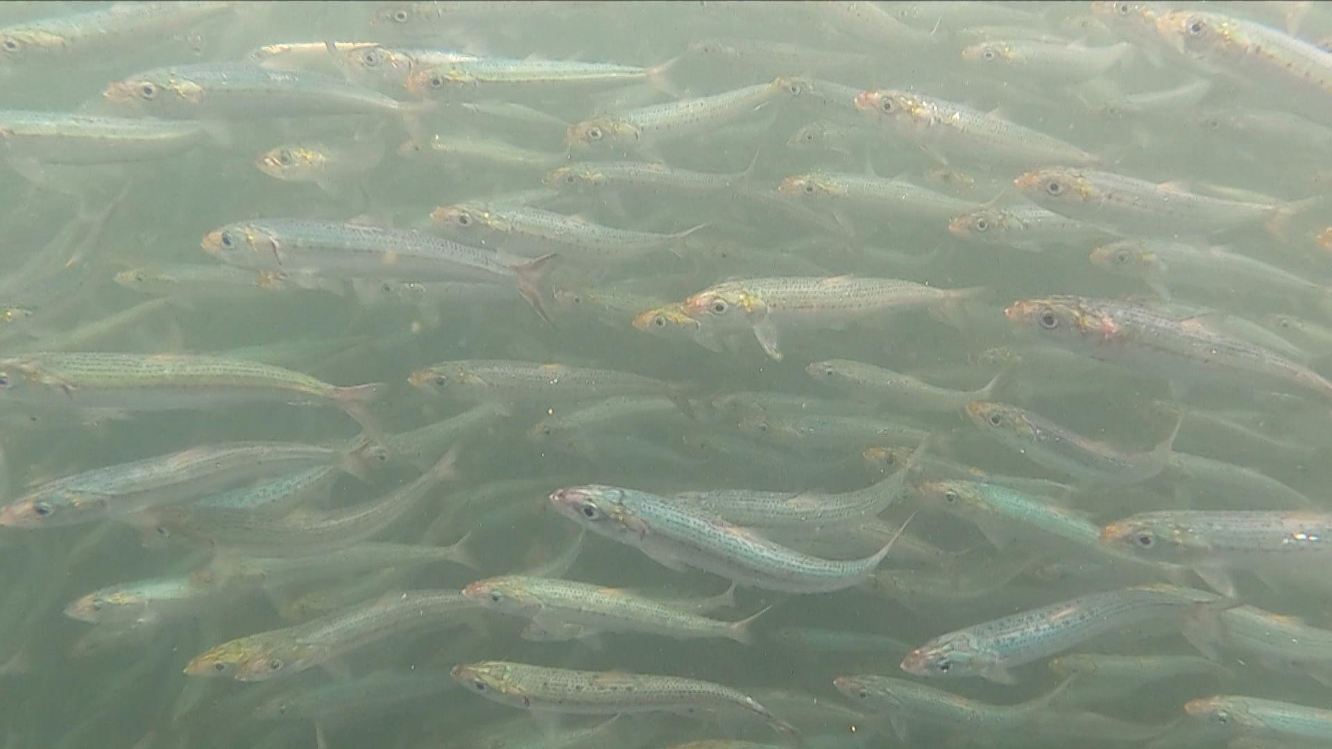 根據當地媒體3 日報道,留萌市港口出現一群沙甸魚。(網上圖片)